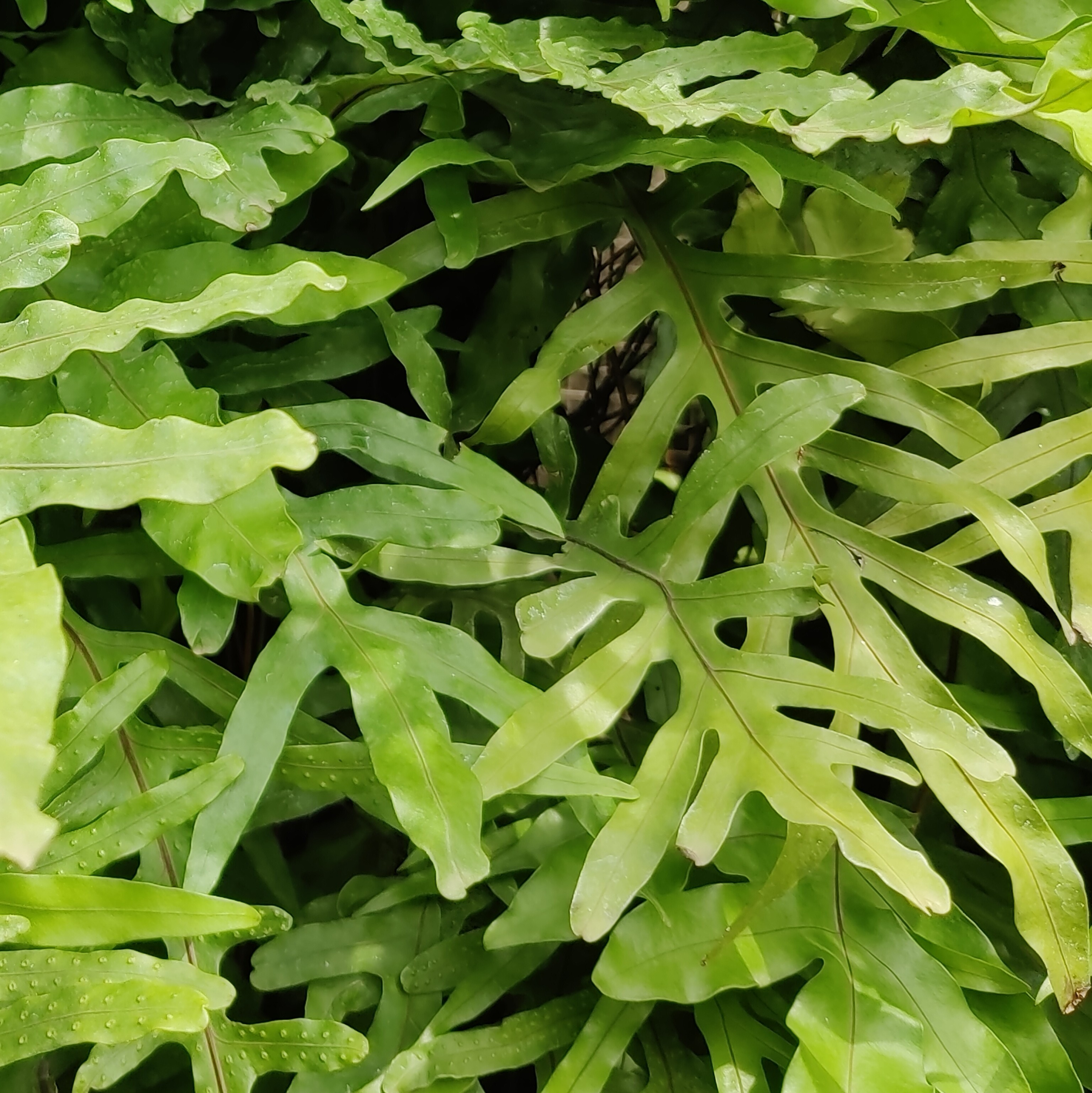Kangaroo Paw Fern